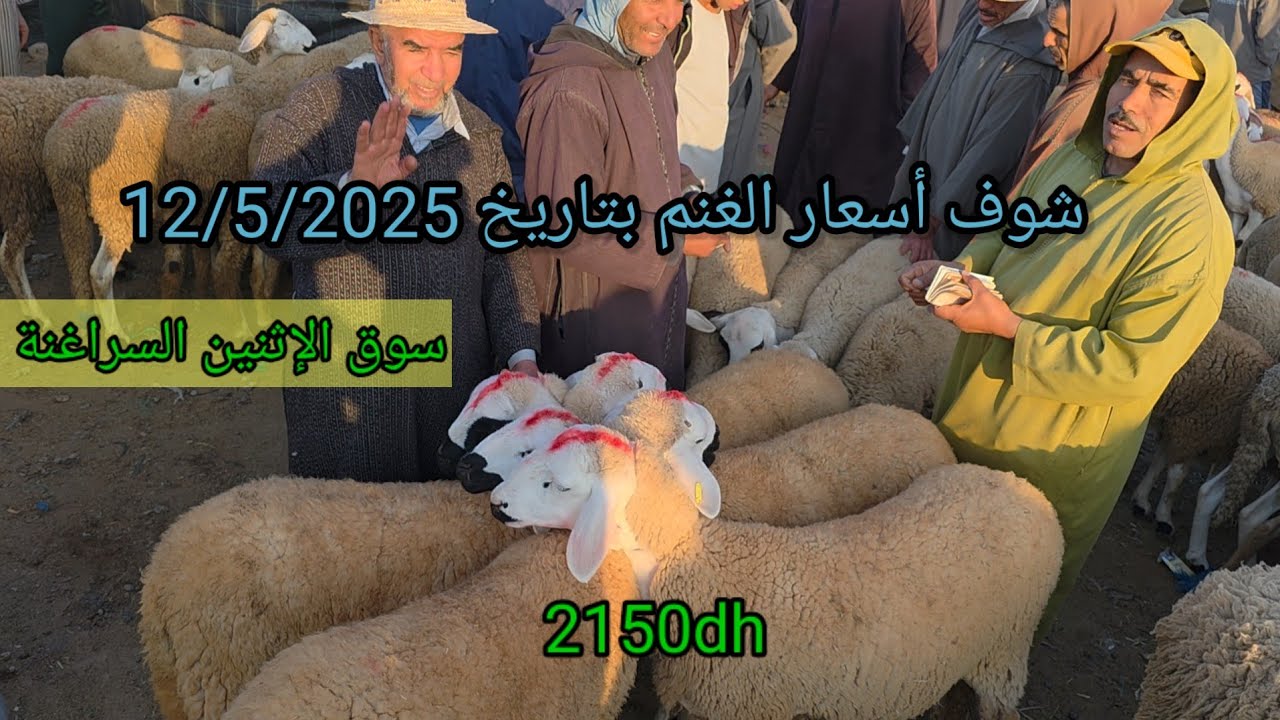 من سوق الغنم 🐑 الإثنين السراغنة مع الأتمنة تمن الخروفة و حولي الذبيحة والخروف الصغير 12/5/2025