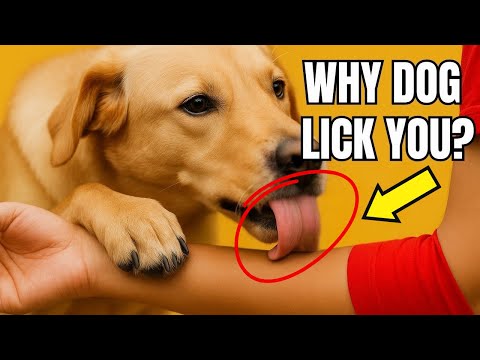 If Your DOG LICKS You Every Day ➡️ THIS Is What It REALLY Means