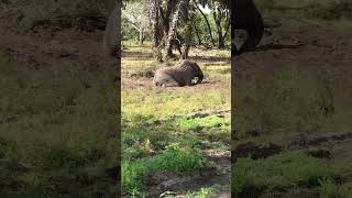 Wonderful Nature of Wild Animals || Elephant Bull