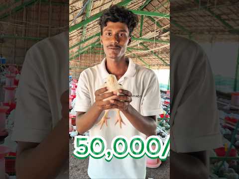 Broiler farm business poultry poultryfarm broiler chicken chickenfarming farmer by - Nam Uzhavan