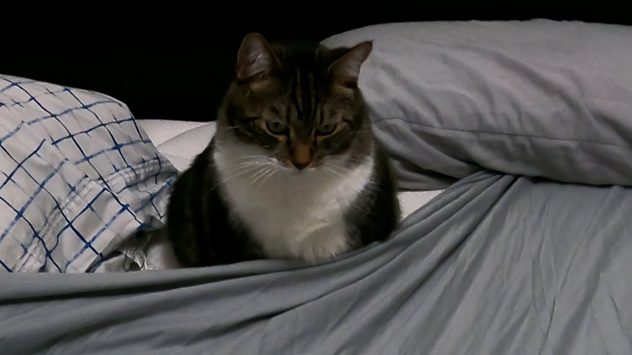 My cat doesn't want to move YouTube