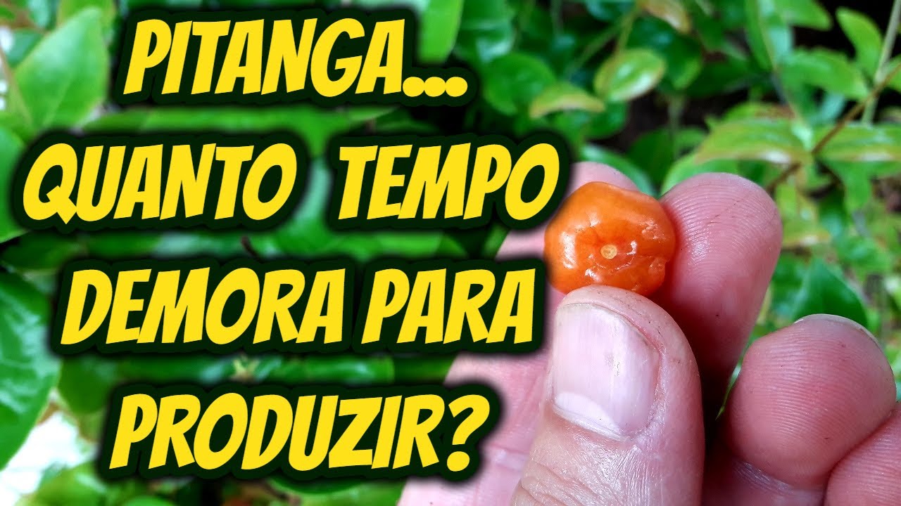 Quanto tempo um pé de pitanga demora para produzir frutas? Qual o ...