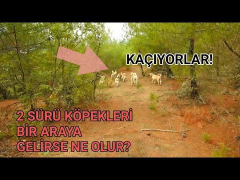 Video: Kanada Istražuje Klanje Pasa Sani (UPDATE)