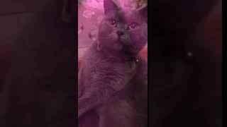 Приколы с кошками и котами #1. Подборка смешных и интересных видео с котиками и кошками Приколы с кошками и котами #1. Подборка смешных и интересных видео с котиками и кошками