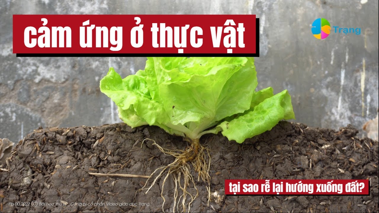 Sinh vật có tri giác????_Cảm ứng ở sinh vật