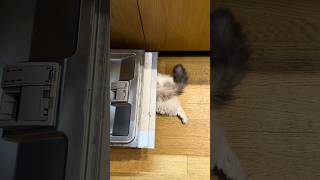 🚨🐱 KOČIČÍ PORADA V PANICE! PTÁK ZA OKNEM A DROBEK POD MYČKOU 😾🍗😂 #shorts #pets #funnyanimals