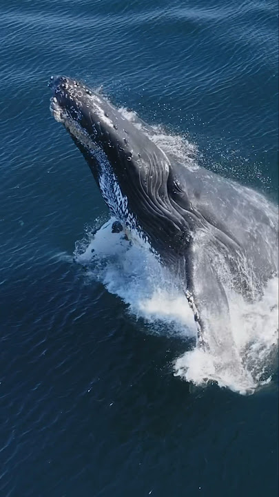 Download lagu An amazing Humpback Whale breach!