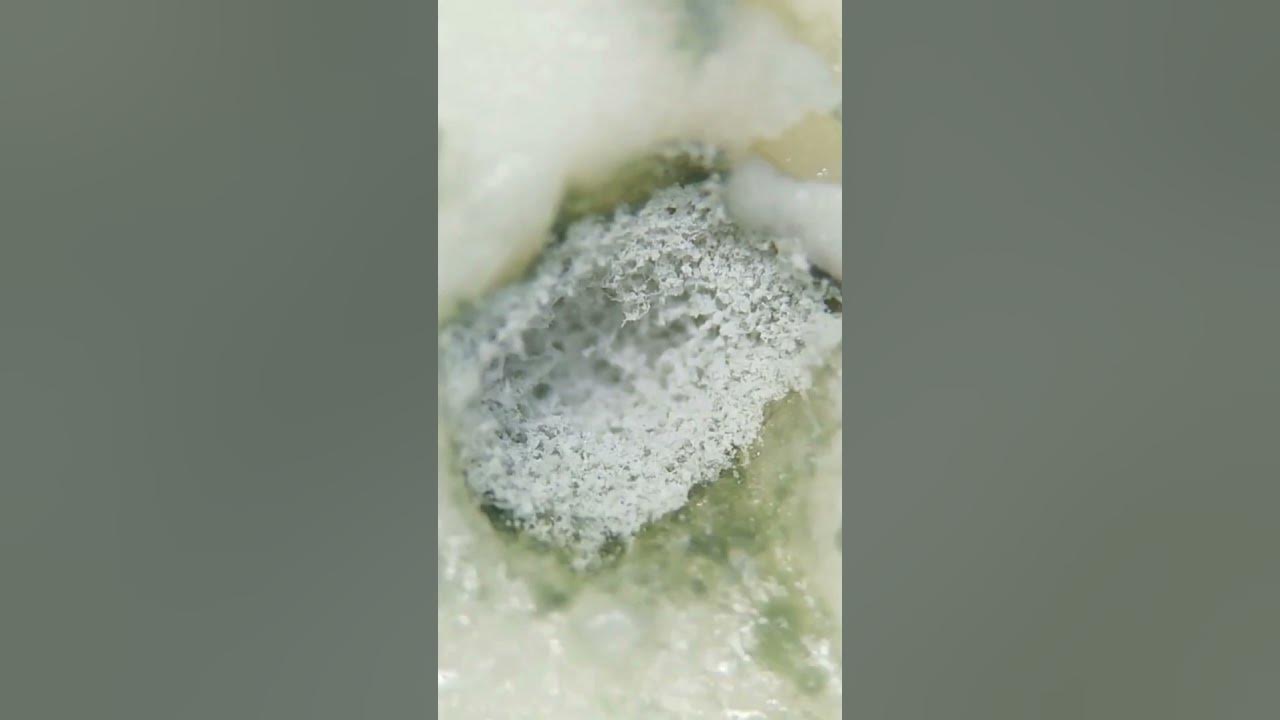 Cheese under the microscope YouTube