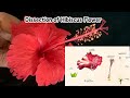 Dissection of hibiscus flower  structure of a flower  parts of a flower  china roserosa sinesis