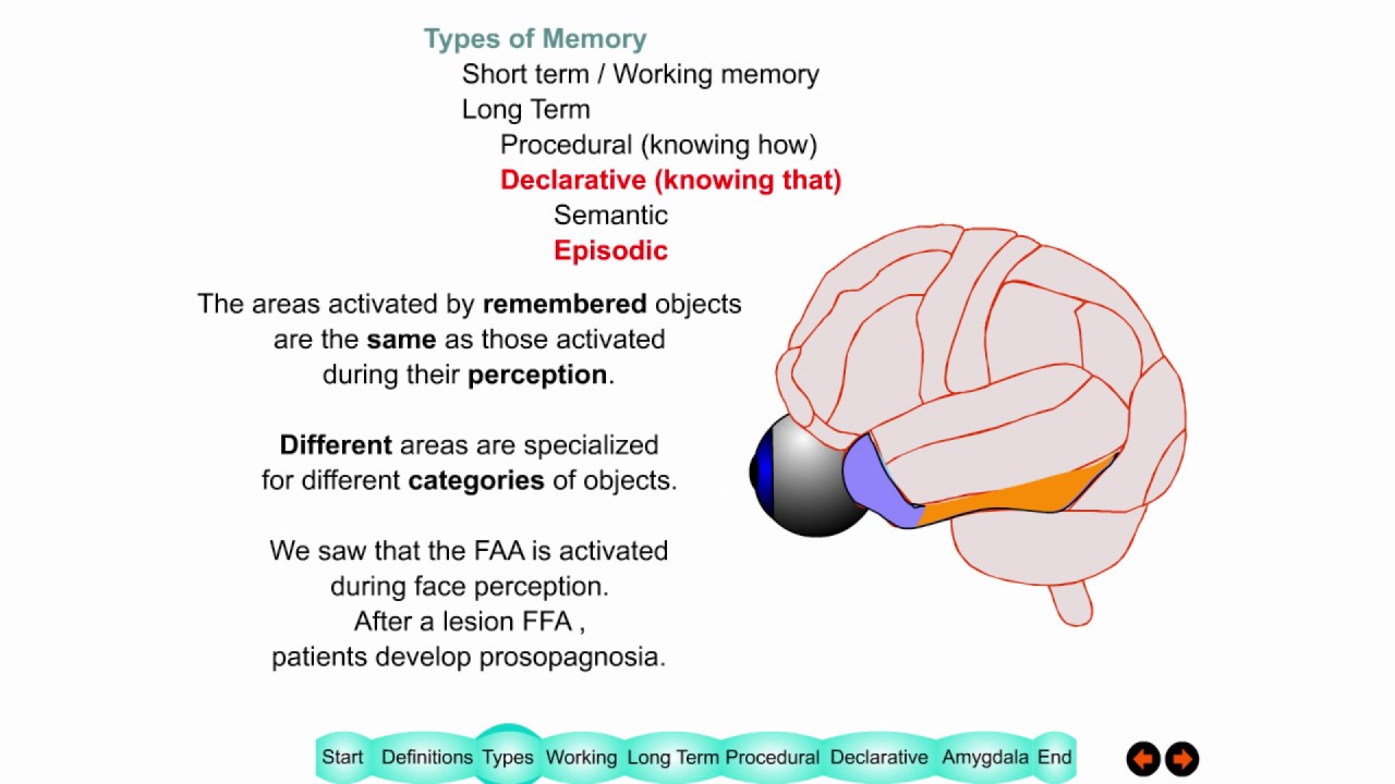 Lecture 12 Memory - YouTube