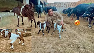 Bakri Na Bacha Da Dia Happy