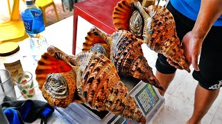 Vietnamese Street Food - GIANT ALIEN CONCH Seafood Vietnam