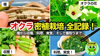 オクラを種から「超密植栽培」で236個収穫するまでの全記録。料理、そして、種を取るまでの全て【おたま日記】