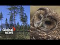 Endangered spotted owl&#39;s critical habitat approved to be logged by BC government