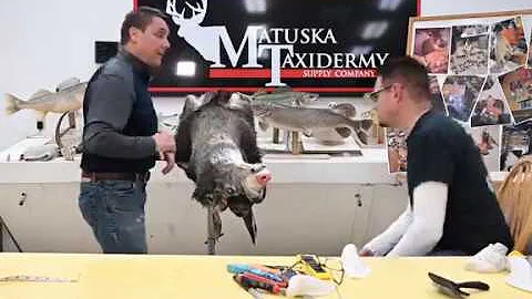 Learn Taxidermy: Mounting a Mule Deer Part 1