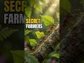 Nature’s Most Advanced Farmers Aren’t Human.#leafcutterants #ants #nature #science