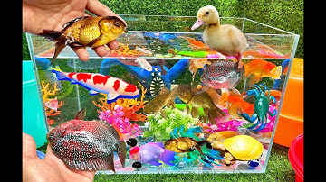 Vịt con Dể thương, Cá vàng, Cá chép Koi - Video Động vật dễ thương, Cute animals, bắt cá dể thương