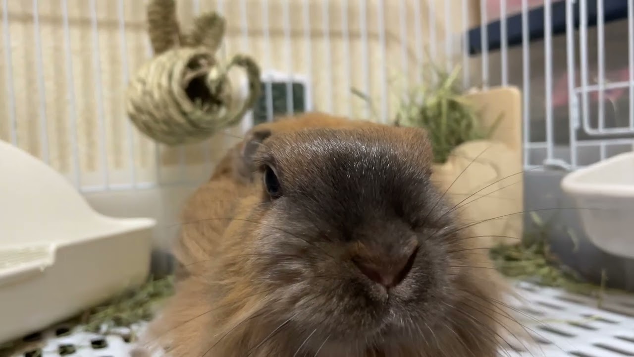 お耳ぺったんお鼻ひくひく まこうさ日記