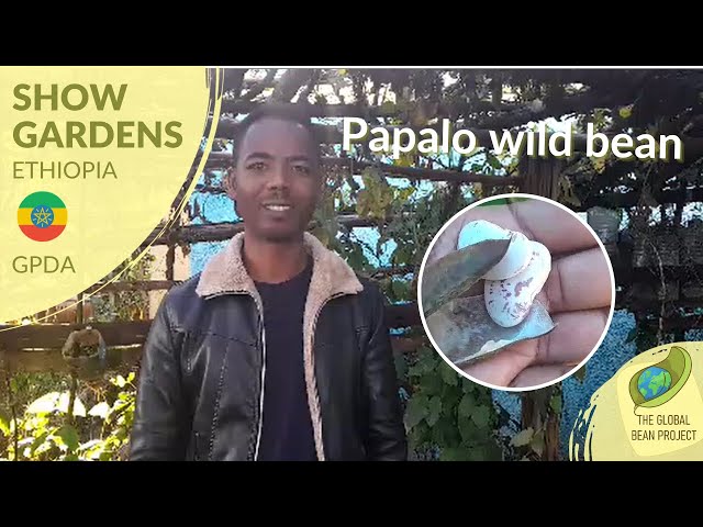 Papalo Wild Bean (October, 2023) - GPDA 🇪🇹 #6 | Global Bean Show Gardens