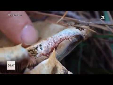 Bolets perillosos de les Terres de l'Ebre amposta weather