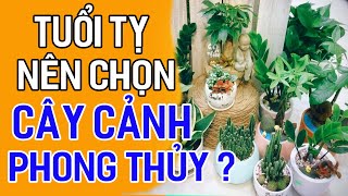 Tuổi Tỵ Nên Chọn  Cây Phong Thủy Này Nếu Muốn  Thêm May Mắn | Tài Lộc Kéo Về -Tiền Tiêu Không Hết