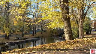 Ciğer Paremsin Yürek Yaramsın