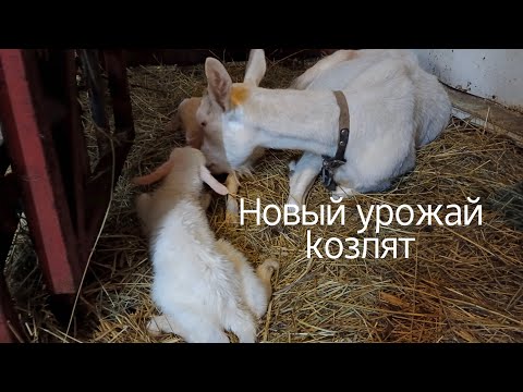 Окот зааненской козы / Секреты козоводов