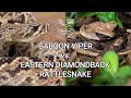 Gaboon viper vs eastern diamondback rattlesnake  battle of the deadly snakes