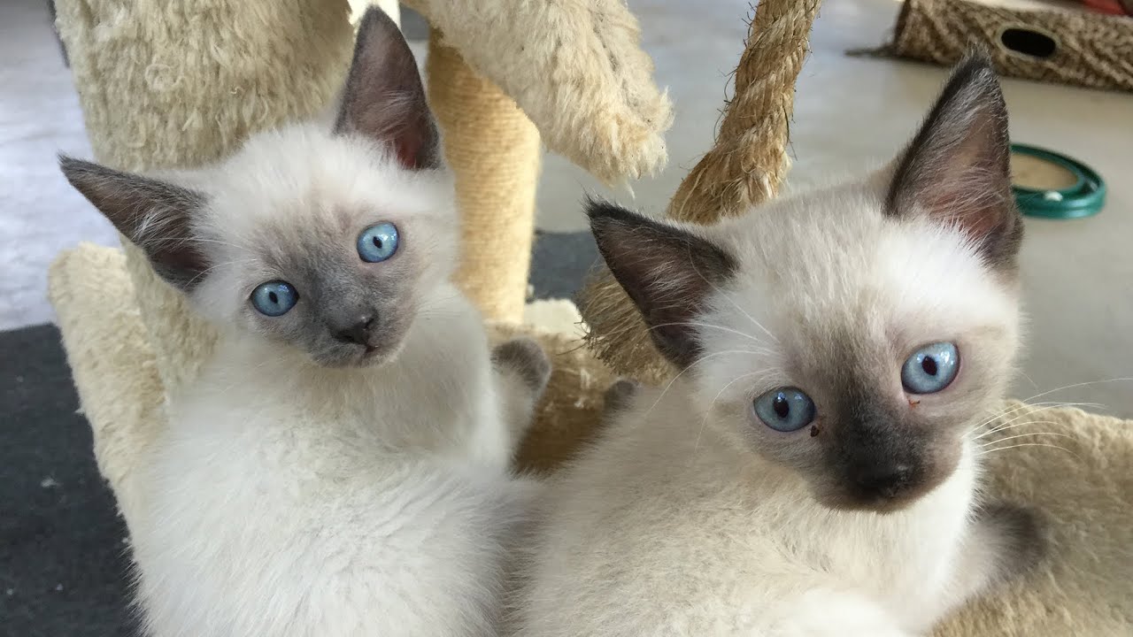 rescue dogs rock nyc Cute Kittens Go Wild at Big Cat Rescue