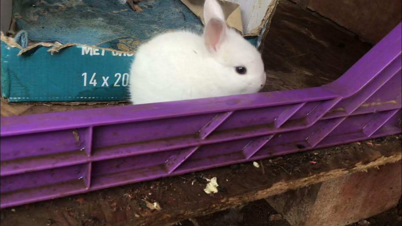 Baby bunny zoomies and binkys (read desc) YouTube