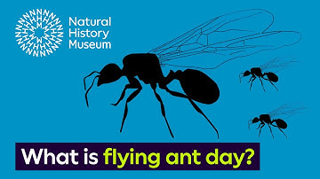 What is flying ant day? | Surprising Science