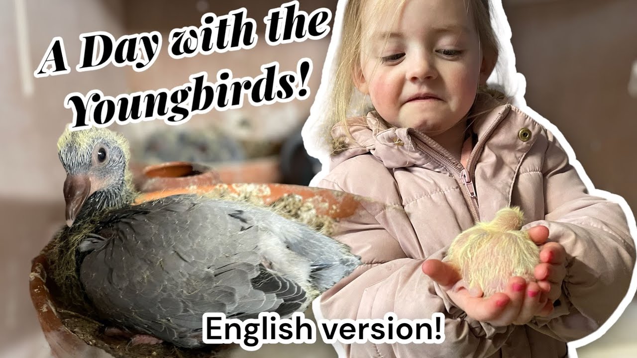 A day with the Youngbirds | ENGLISH | Pigeons |