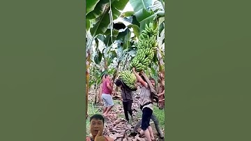 Thu hoạch chuối rất nhanh và tuyệt vời. #satisfying #fruit #farming #agriculture #work #shorts #new