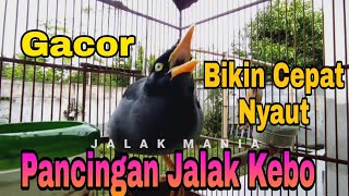 Jalak Kebo Mata Kuning Gacor  Isian  Masteran Jalak Kebo Gacor