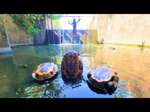 ザリガニ駆除2年以上やめた楽園行ってみたら「三匹の神」によって支配されてるんだがwwww【外来種問題、琵琶湖ガサガサ探検記147】