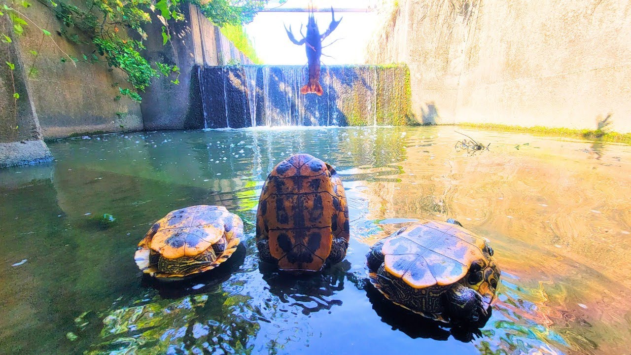 ザリガニ駆除２年以上やめた楽園行ってみたら「三匹の神」によって支配されてるんだがｗｗｗｗ【外来種問題、琵琶湖ガサガサ探検記147】