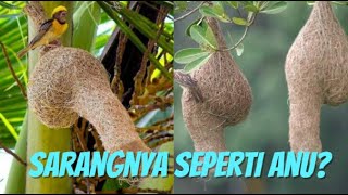Sarang Unik Burung Manyar Tempua