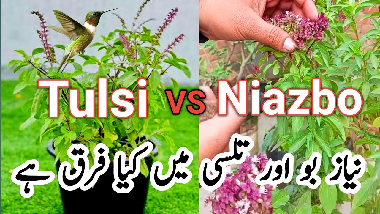 Tulsi Vs. Niazbo Plant: What's The Difference? |Tulsi Niazbo plant 🌹👌