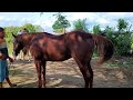 FEIRA DE CAVALO DE ALTINHO PE, SÁBADO, 02.03.24 #nordeste