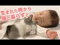 我が家の妹は小さな「猫好き」さん♡ 女の子と二匹のニャンコの毎日