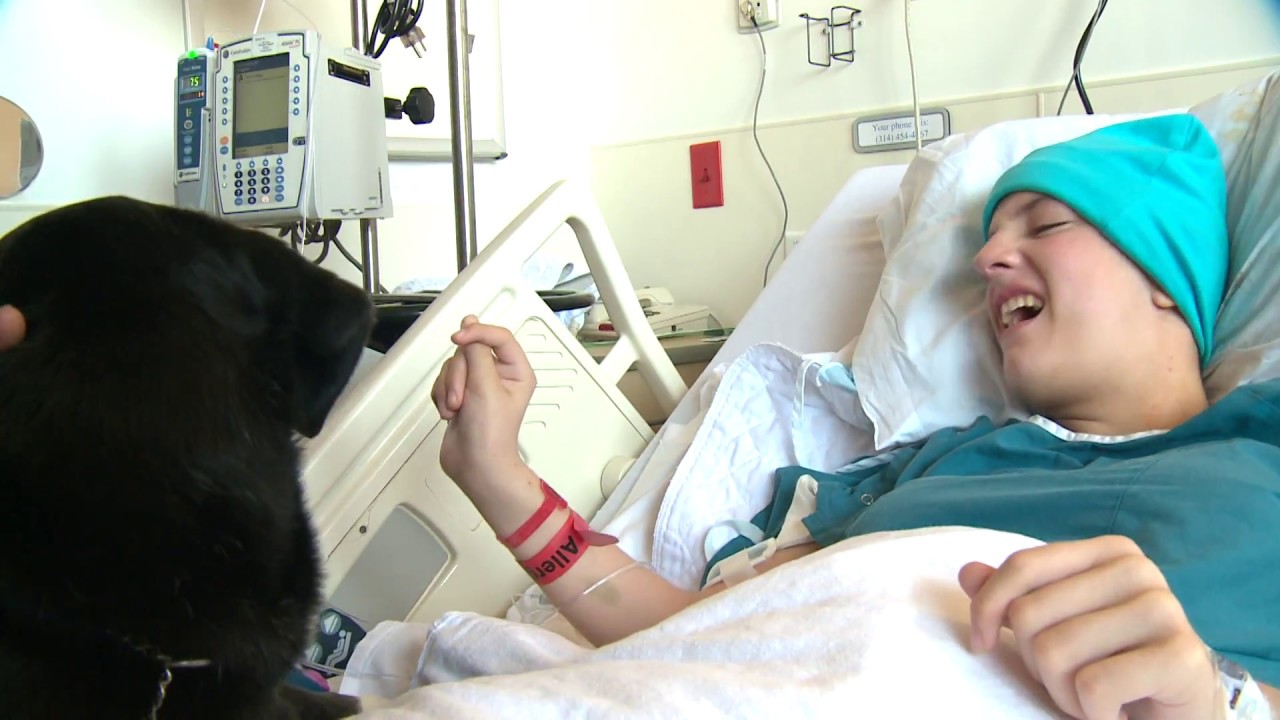 Therapy dogs work magic at St. Louis Children's Hospital - YouTube