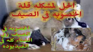 اسباب قله الخصوبه عند الاءرانب في الصيف لازم نشتغل صح علشان نقدر نكمل