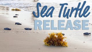 Baby Sea Turtle Release, Padre Island Texas