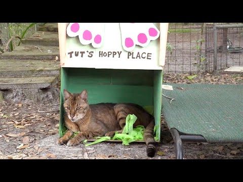 Easter FUN With The Small Cats