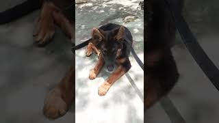 German Shepherd a Guard Dog 🐕 #dog #germanshepherd #india