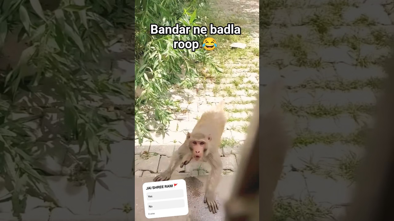 Angry monkey attacked a girl 😡😡☠️ 