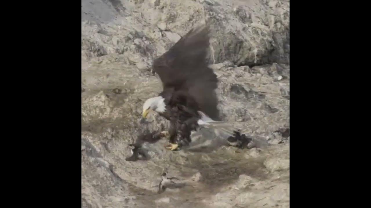 EAGLE VS SEAGULL - Who Wins This Brutal Battle?