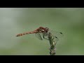 Ruddy darter dragonfly