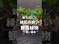 【良い風水】新生活に縁起の良い観葉植物✨️#観葉植物 #観葉植物のある暮らし #観葉植物育て方 #観葉植物インテリア #ガジュマル #パキラ #サンスベリア #植物 #植物のある暮らし #風水