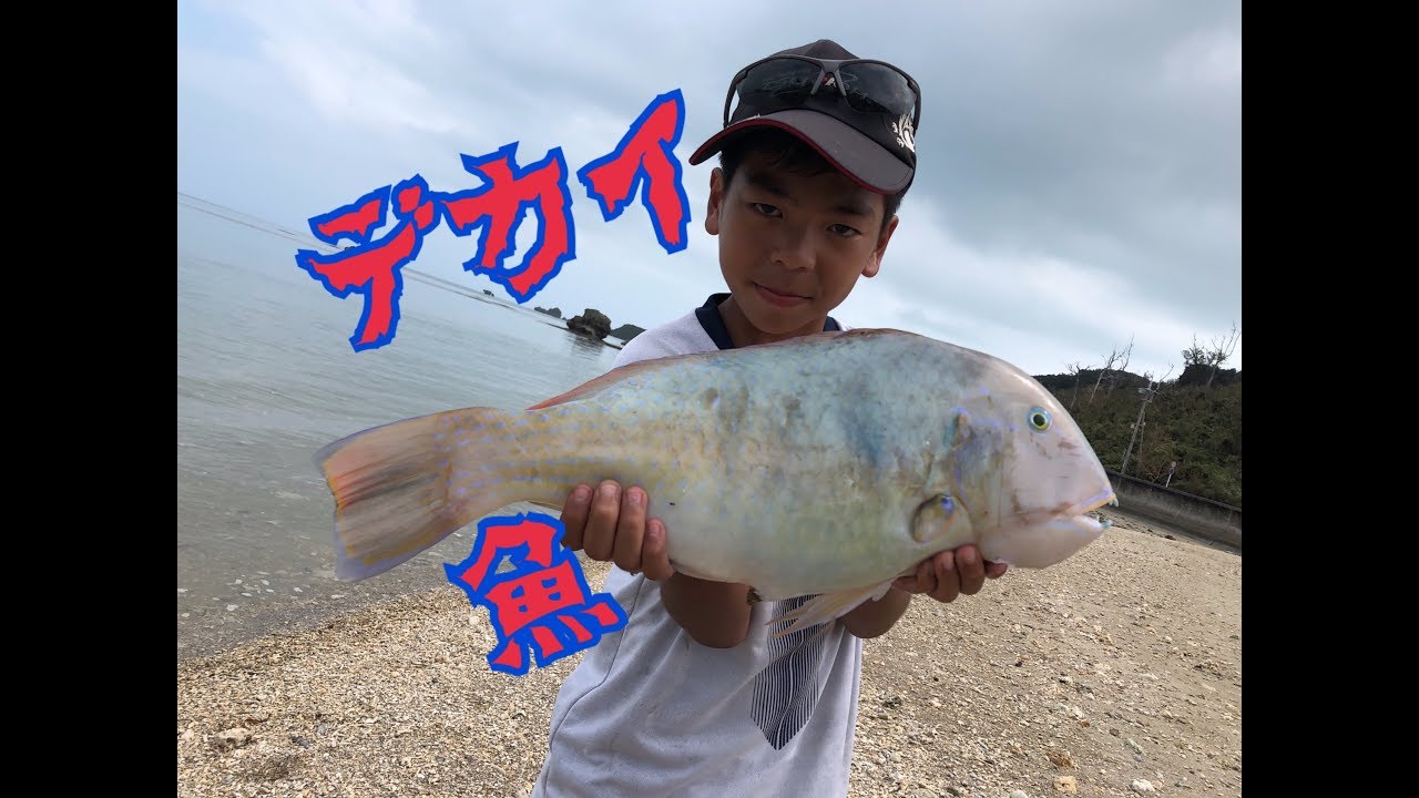 橋の上から巨大なマクブ Youtube